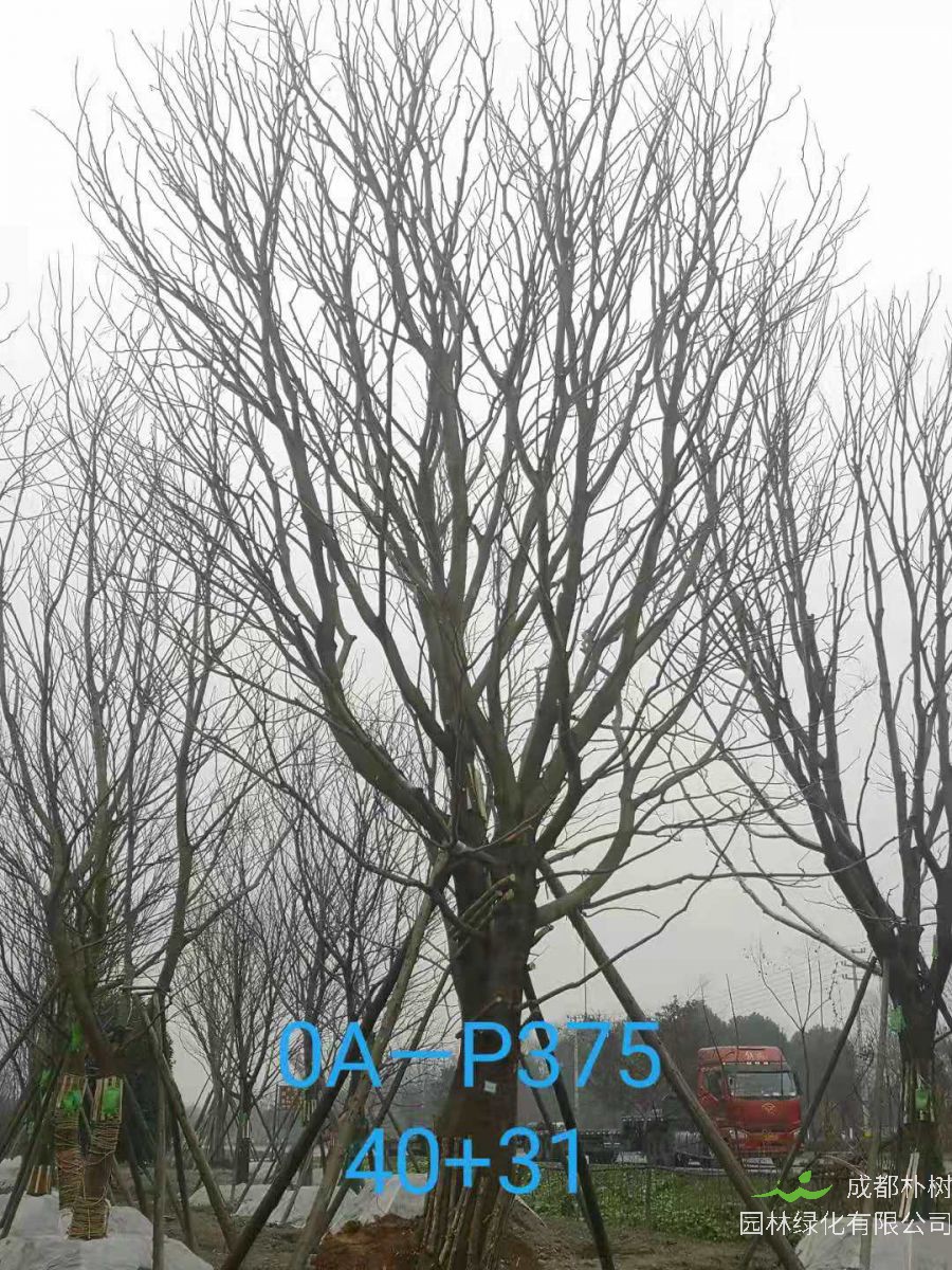 2021年四川省-彭州市苗木基地直销的49-62公分精品朴树价格怎么样？