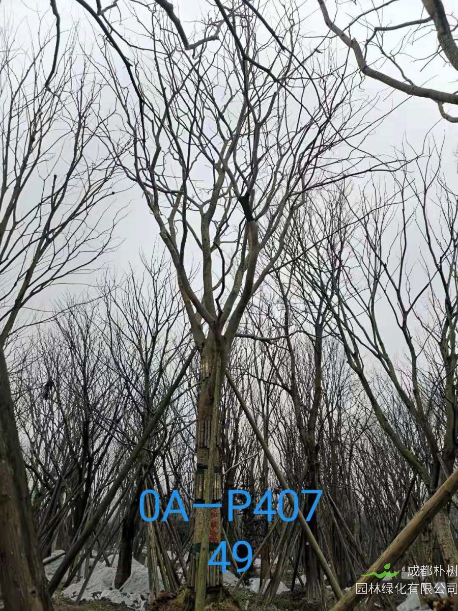 2021年四川省-彭州市苗木基地直销的49-62公分精品朴树价格怎么样？