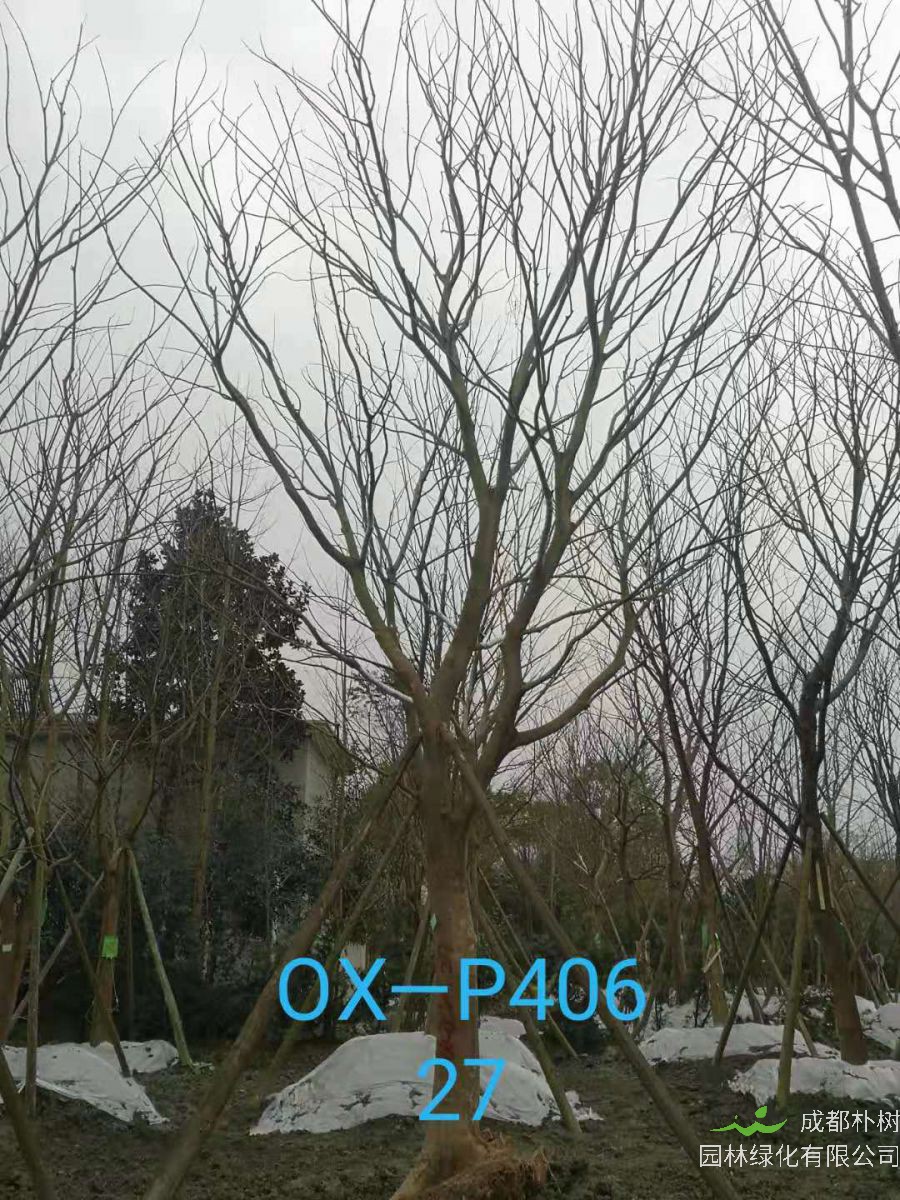 2021年四川省-成都市苗木基地直销的25-30公分朴树价格怎么样？