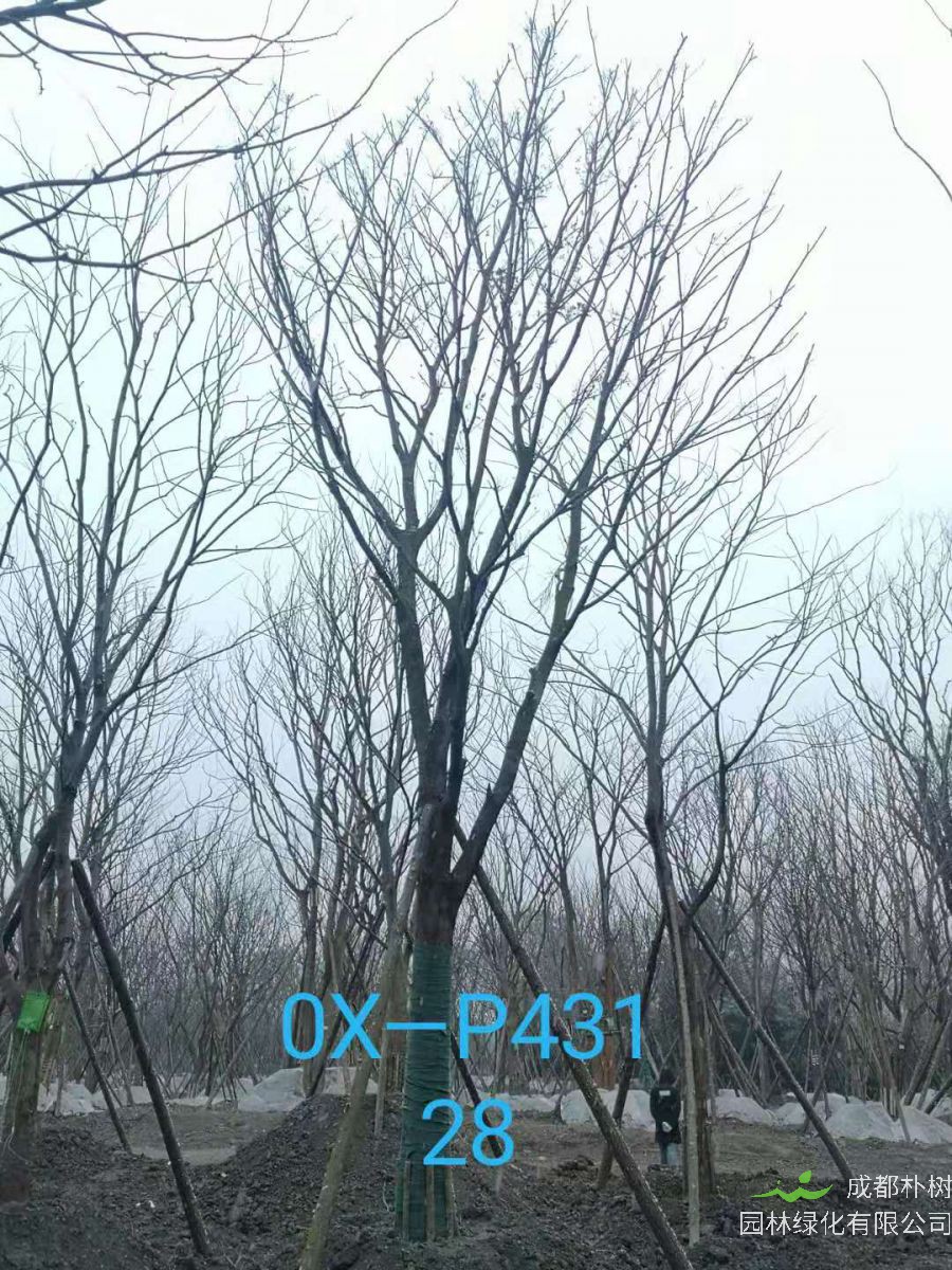 2021年四川省-成都市苗木基地直销的25-30公分朴树价格怎么样？