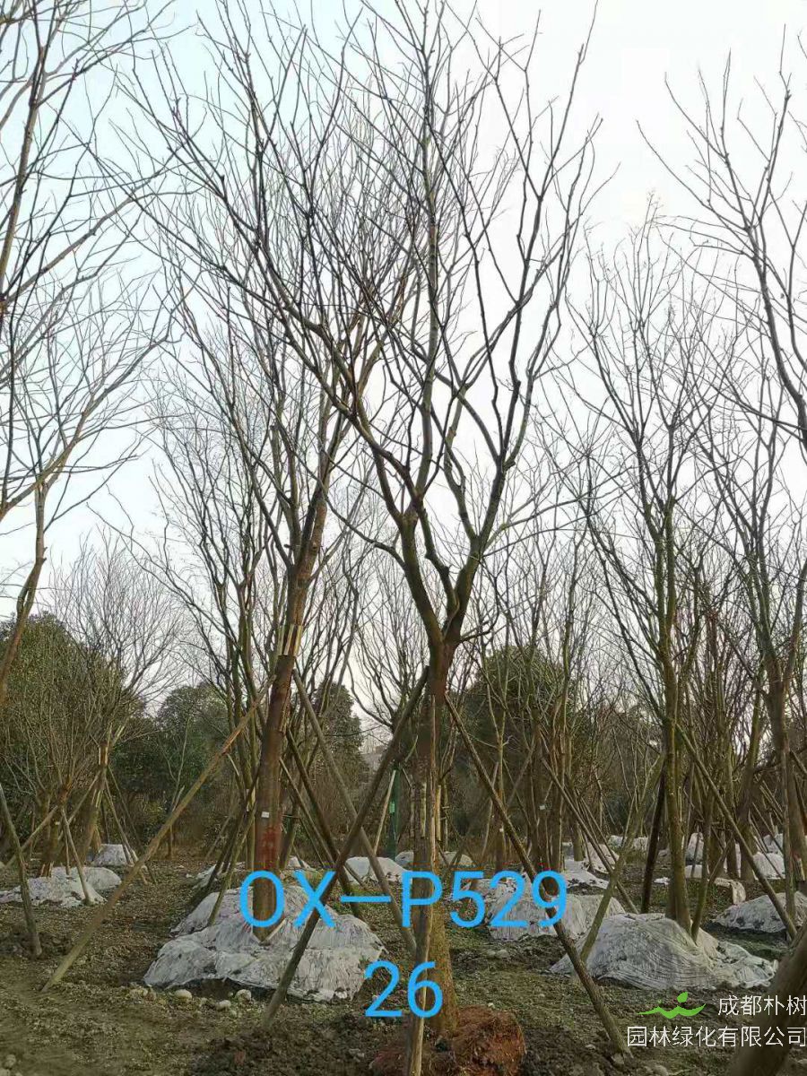 2021年四川省-成都市苗木基地直销的25-30公分朴树价格怎么样？