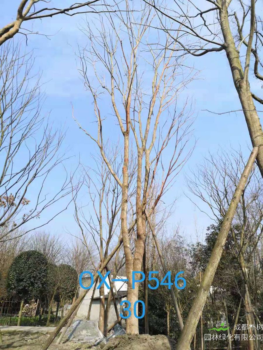 2021年四川省-成都市苗木基地直销的25-30公分朴树价格怎么样？