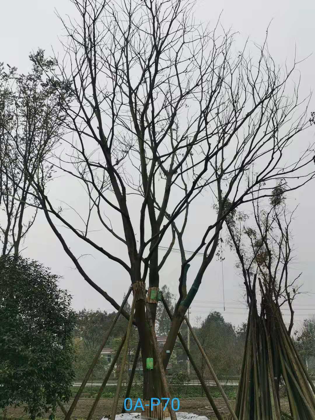 2021年四川省-彭州市苗木基地直销的49-62公分精品朴树价格怎么样？