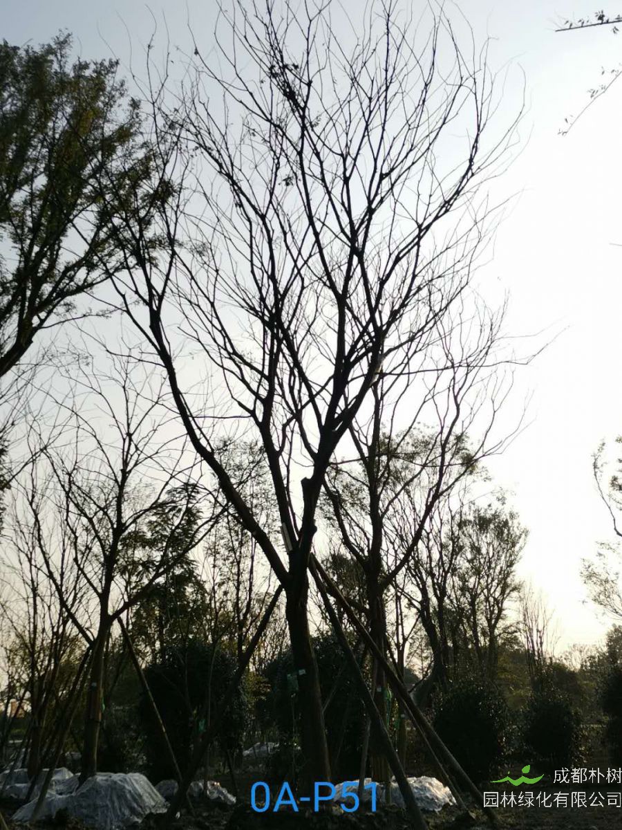 四川省-自贡市苗木基地直销的31-40公分精品朴树-价格怎么样？