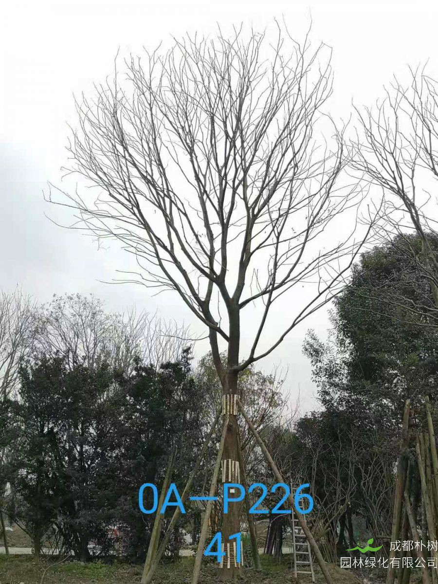 问：四川省-德阳市苗木基地直销的41-50公分精品朴树-价格如何？朴树绿化效益如何？ 答：朴树绿化效益： 一、用在厂区绿化、校园绿化、景区点缀：朴树植株高大，树形雄壮，生命力旺盛，可快速成景。并且朴树对一些有害有毒气体的吸附能力比较强，对净化空气有较为明显的作用。 二、用作行道树：朴树耐旱节水、根系发达，耐寒抗污染，适应性广，抗逆性强，是作为行道树的优良树种。 三、城乡及道路绿化：朴树可以用作城乡景观树、道路绿化，病虫害少，寿命长；节约后期养护成本。 四、朴树不仅是城市及风景区的优良绿化树种，而且还是行道树、风景树、庭荫树的优良选择。 五、朴树是城市及风景区的优良绿化树种，适宜作为庭荫树、行道树及观赏风景树，也常常作为“四旁”绿化和海拔低山区造林树种。 六、因为朴树在现代化的环境状态下，不仅对二氧化硫、氯气等有毒气体具有极强的吸附性，而且还对粉尘也有极强的吸收能力，具有明显的绿化效果，并且造价低廉，所以朴树在城市、工矿区、农村等得到了广泛的应用。 四川省-德阳市苗木基地直销的41-50公分精品朴树-价格详情：41公分精品朴树、42公分精品朴树、43公分精品朴树、44公分精品朴树、45公分精品朴树、46公分精品朴树、48公分精品朴树、49公分精品朴树、50公分精品朴树；朴树不仅是城市及风景区的优良绿化树种，而且还是人们非常喜爱的行道树。朴树树形优美、造型绮丽，加上朴树超强的空气净化作用，朴树也极其适合栽植于草坪、绿地、景区、公园、花园、小区、庭院、别墅、校园等地方，并且作为景观树的观赏效果非常好。成都朴树园林苗木基地内的朴树，在园林工人的耐心养殖、栽培下，朴树的造型更加生动，更加具有灵性，其观赏效果和绿化效果都很不错。朴树笔直的树干，巨大的树冠，浓密的枝叶，碧绿的色彩，在灿烂阳光的照射下，在蓝天白云的衬托下，朴树更加焕发了生机勃勃的绿化天性，绽放出孔雀开屏般的华丽尾羽。