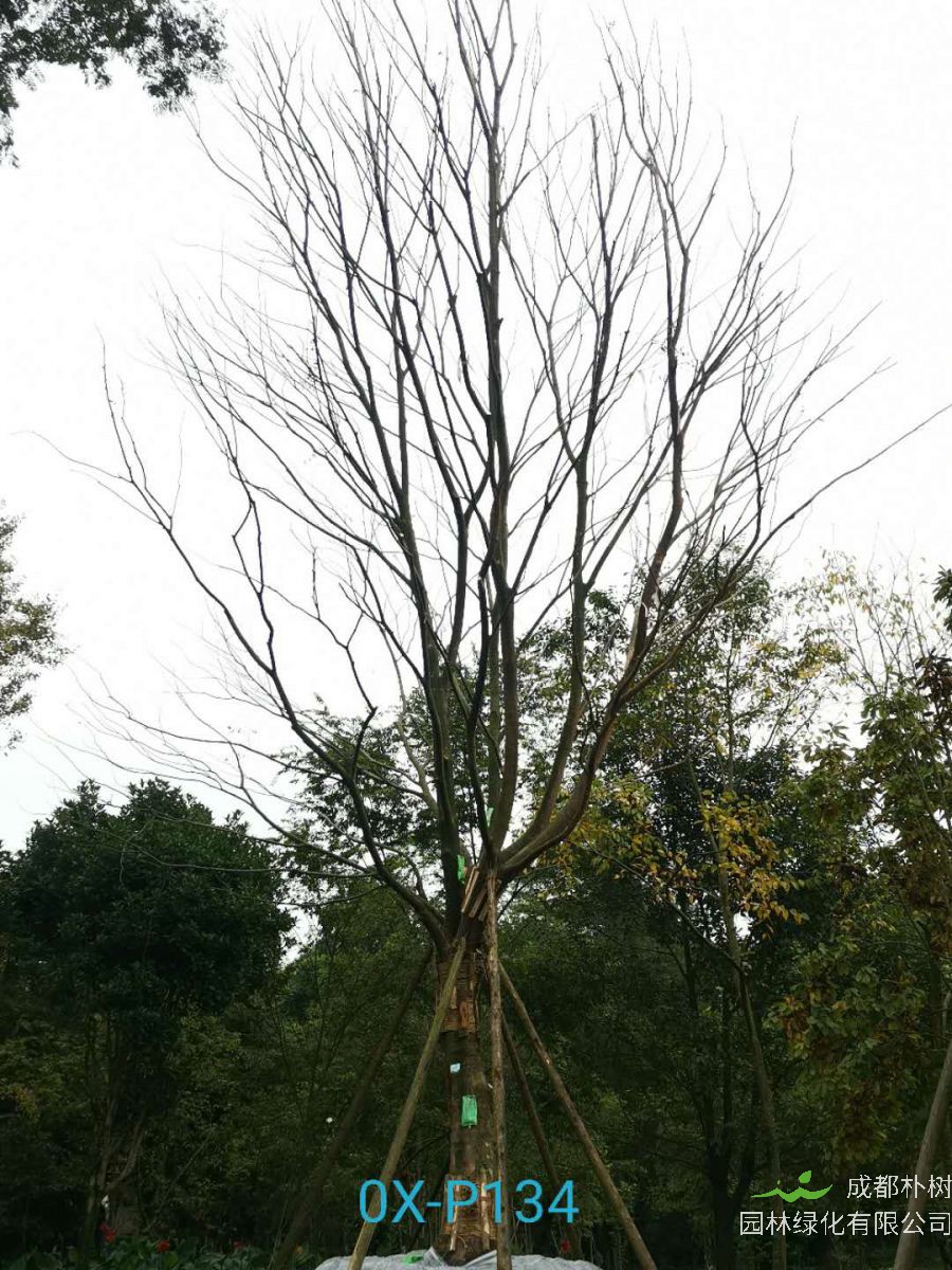 2021年四川省-德阳市苗木基地直销的41-50公分精品朴树-价格如何？