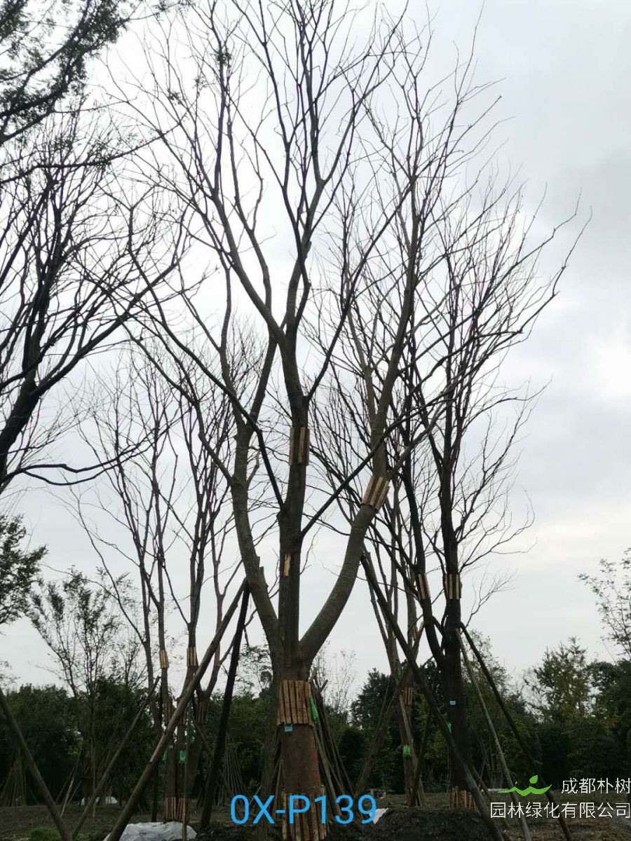 2021年四川省-德阳市苗木基地直销的41-50公分精品朴树-价格如何？