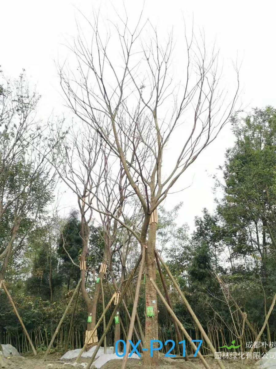 四川省-自贡市苗木基地直销的31-40公分精品朴树-价格怎么样？