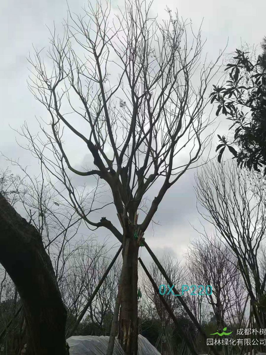 2021年四川省-德阳市苗木基地直销的41-50公分精品朴树-价格如何？