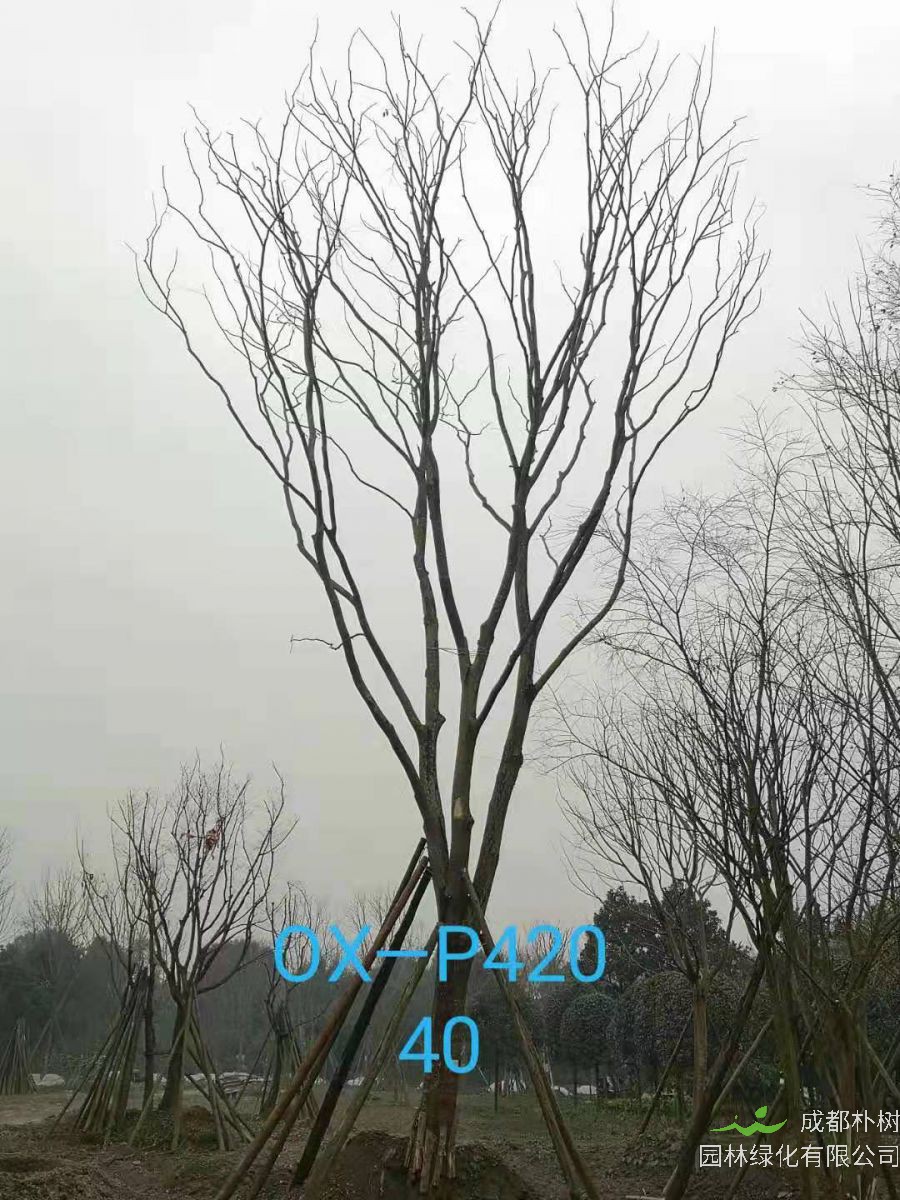 四川省-自贡市苗木基地直销的31-40公分精品朴树-价格怎么样？