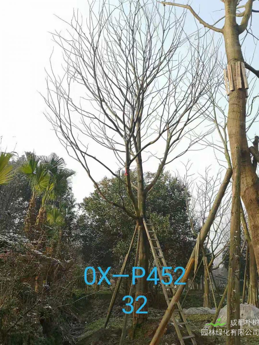 四川省-自贡市苗木基地直销的31-40公分精品朴树-价格怎么样？