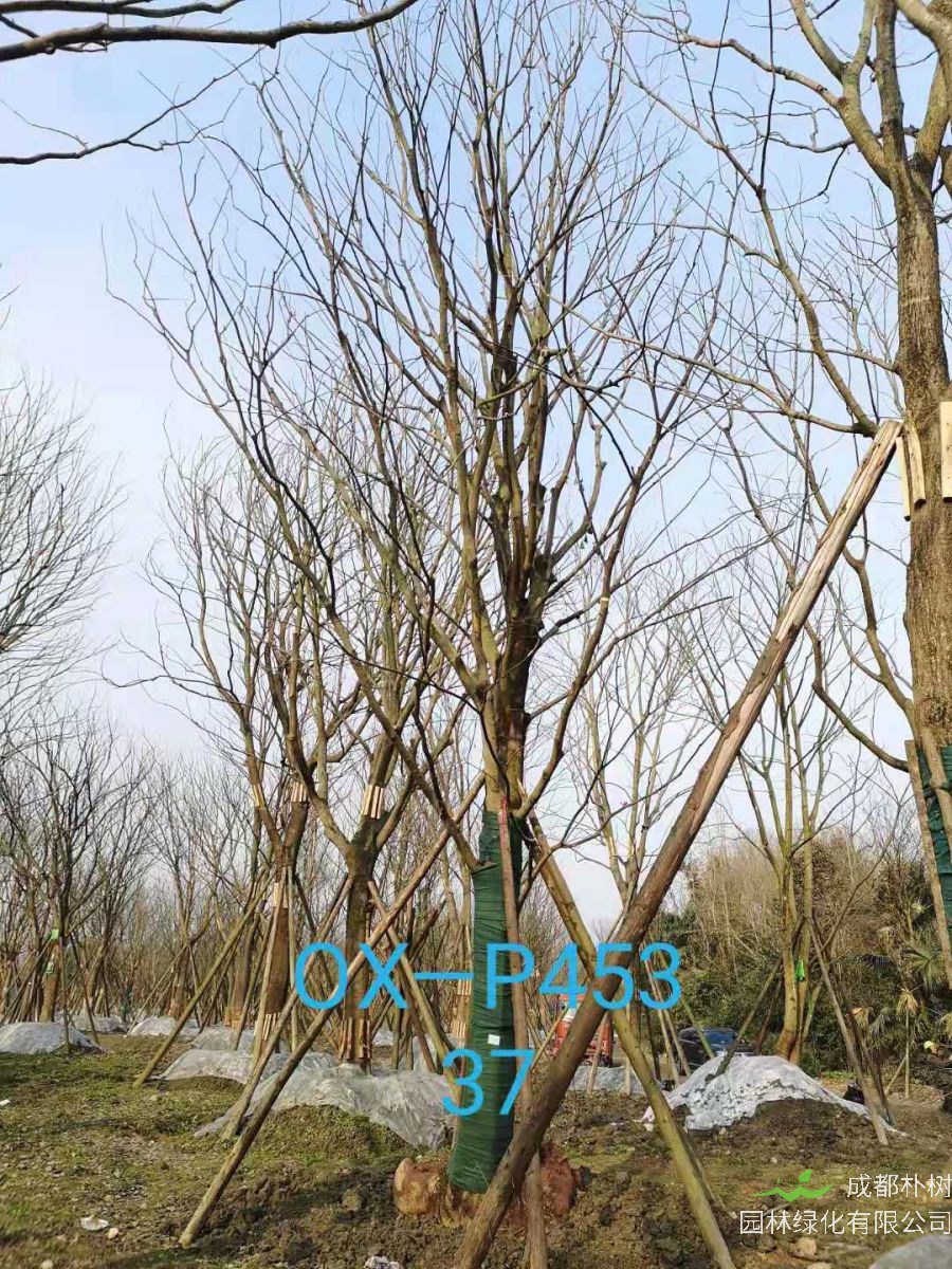 四川省-自贡市苗木基地直销的31-40公分精品朴树-价格怎么样？