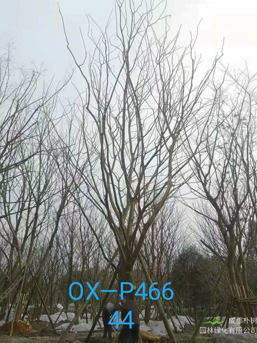 2021年四川省-德阳市苗木基地直销的41-50公分精品朴树-价格如何？