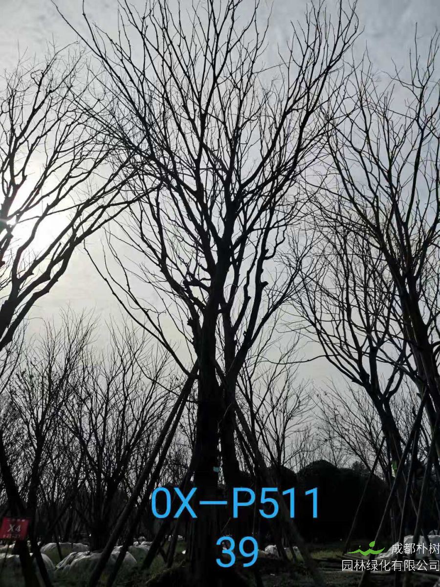 四川省-自贡市苗木基地直销的31-40公分精品朴树-价格怎么样？