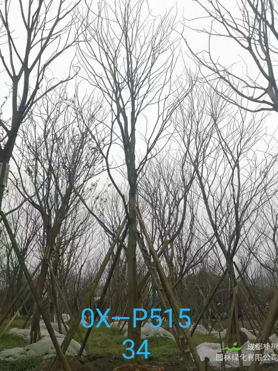 四川省-自贡市苗木基地直销的31-40公分精品朴树-价格怎么样？