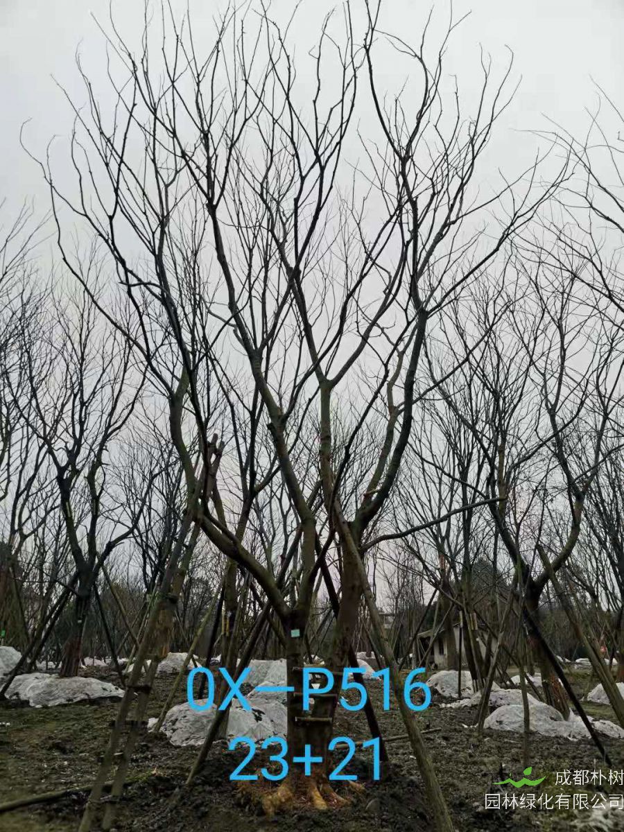 四川省-自贡市苗木基地直销的31-40公分精品朴树-价格怎么样？