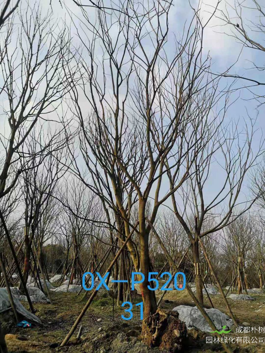 四川省-自贡市苗木基地直销的31-40公分精品朴树-价格怎么样？