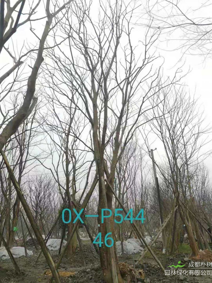2021年四川省-德阳市苗木基地直销的41-50公分精品朴树-价格如何？