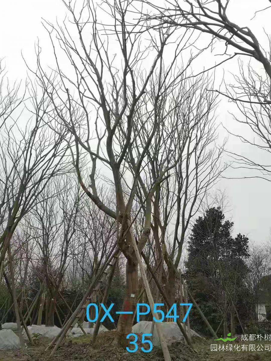 四川省-自贡市苗木基地直销的31-40公分精品朴树-价格怎么样？