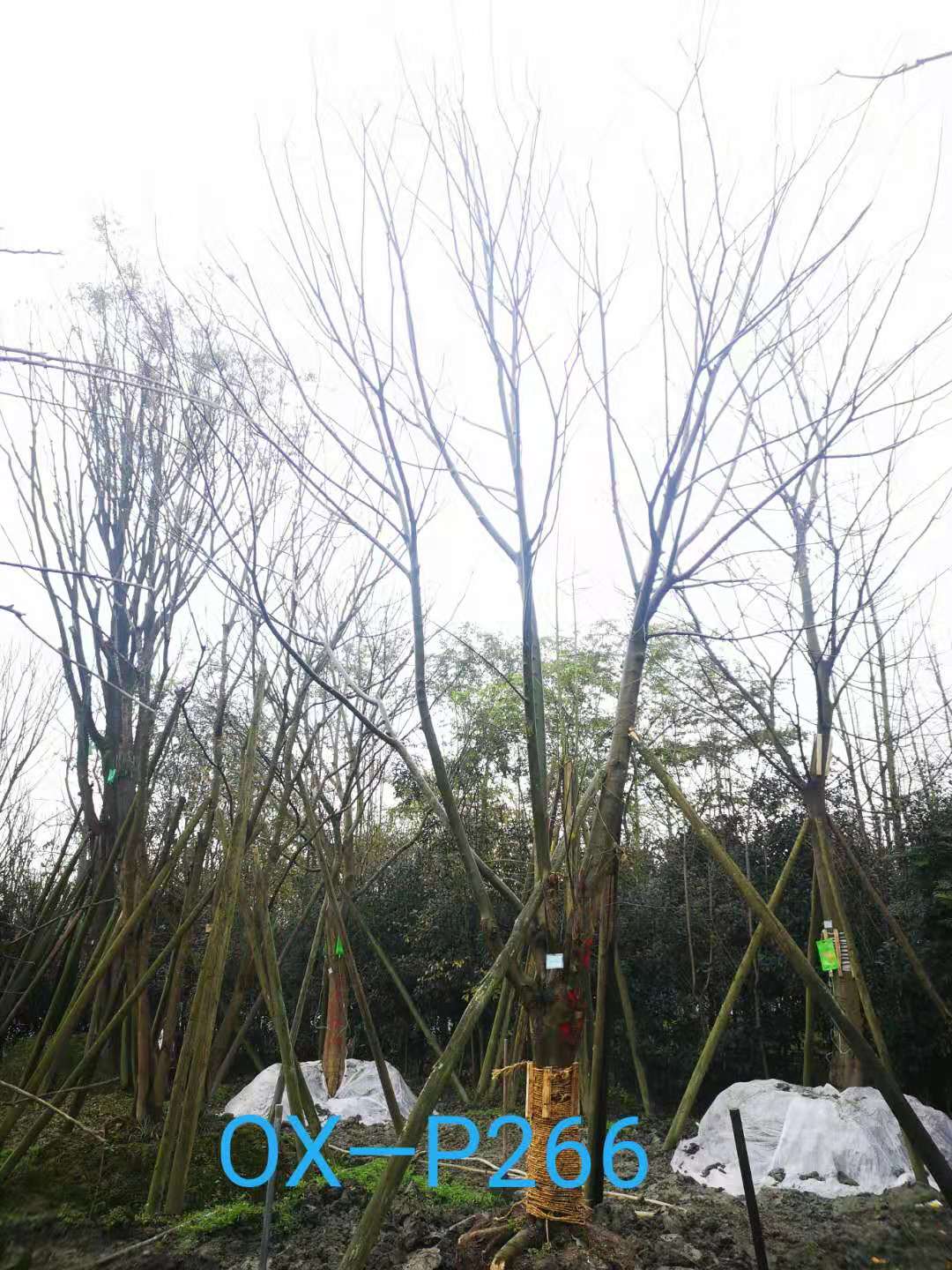 2021年四川省-德阳市苗木基地直销的41-50公分精品朴树-价格如何？