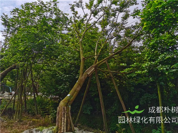 四川省-成都市苗木基地直销的24-38公分斜飘朴树价格怎么样？