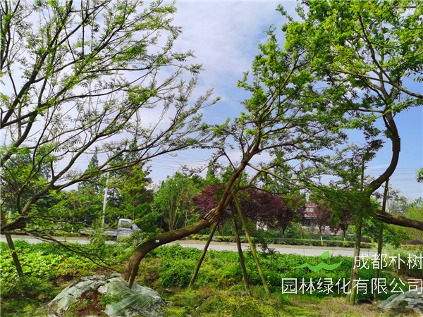 2021年四川省-成都市苗木基地直销的24-38公分斜飘朴树价格怎么样？