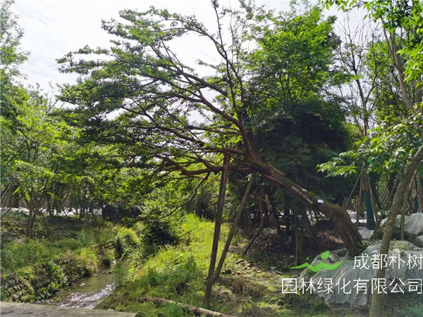 斜飘朴树形态特征、生长习性、产地分布、主要价值怎么样？