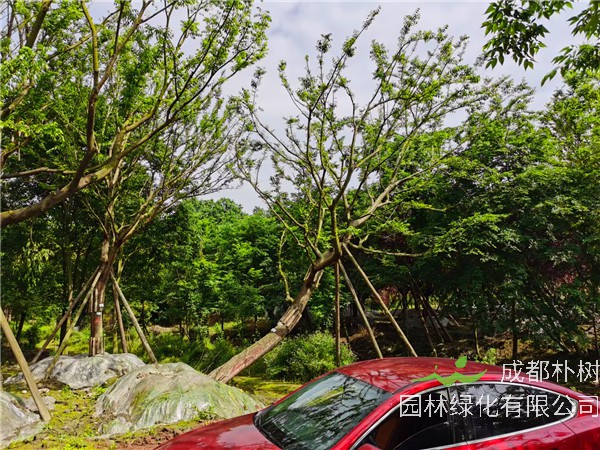 斜飘朴树形态特征、生长习性、产地分布、主要价值怎么样？