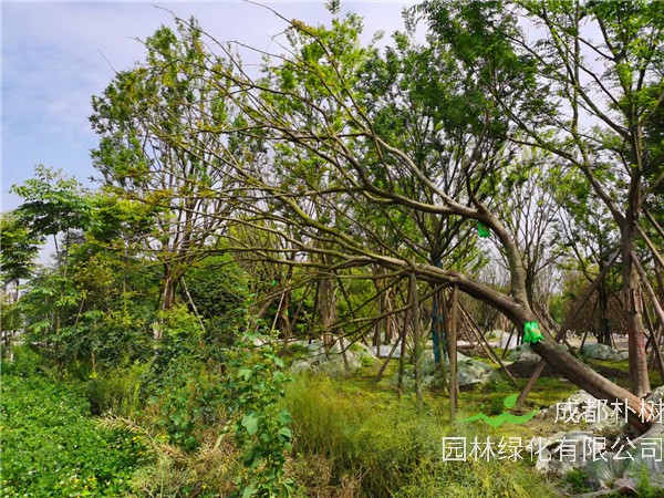斜飘朴树功效与作用有哪些？
