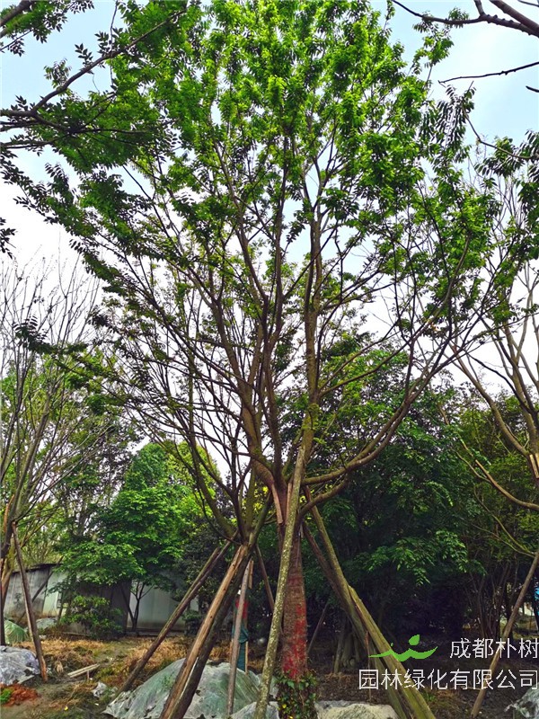 2021年四川省-成都市-郫都区苗木基地直销的18-60公分精品朴树价格怎么样？