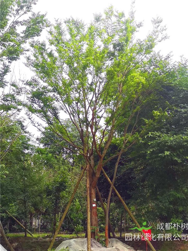 2021年四川省-成都市-郫都区苗木基地直销的18-60公分精品朴树价格怎么样？