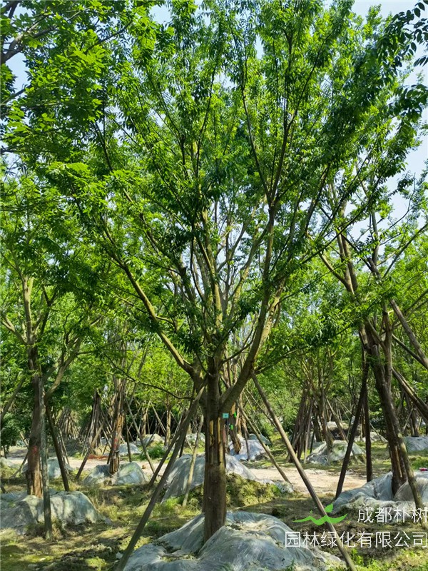 2021年四川省-成都市-郫都区苗木基地直销的18-60公分精品朴树价格怎么样？