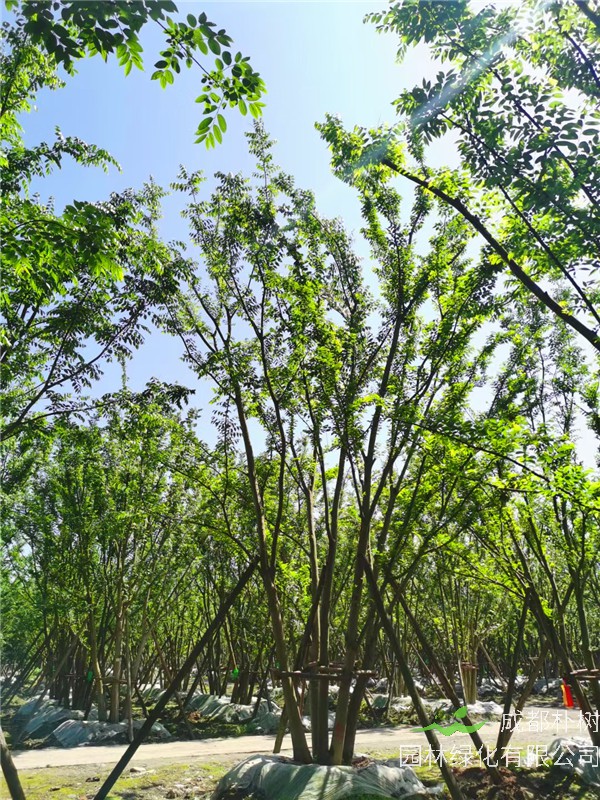 问：2021年3-6杆总公分54-123的拼栽朴树价格怎么样？