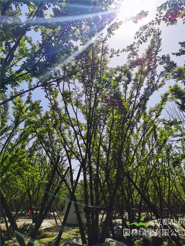 2021年3-6杆总公分54-123的拼栽朴树价格怎么样？