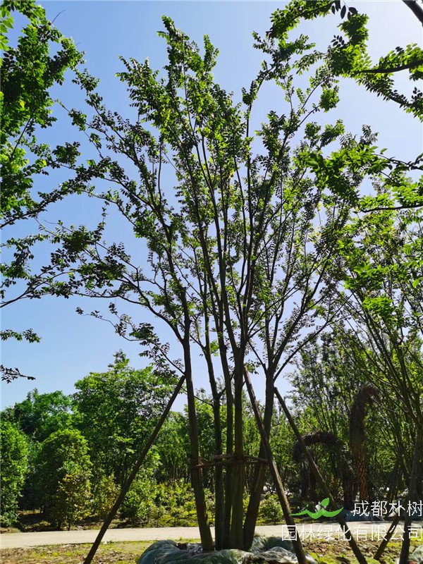 2021年3-6杆总公分54-123的拼栽朴树价格怎么样？