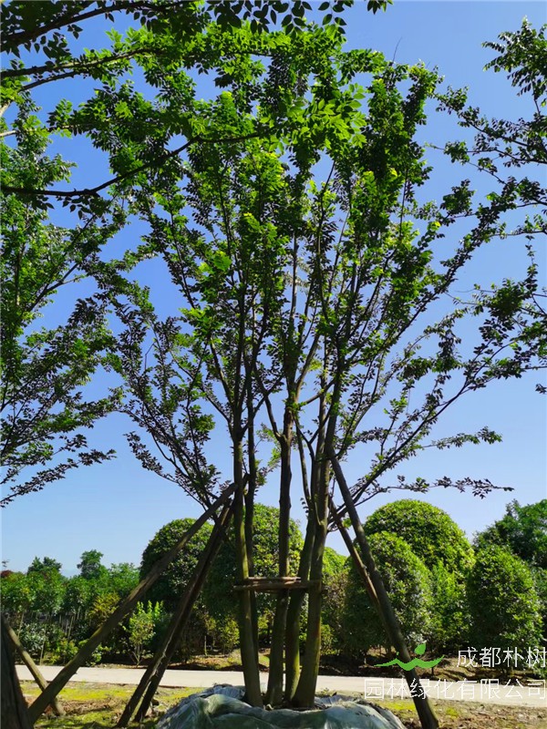 2021年3-6杆总公分54-123的拼栽朴树价格怎么样？