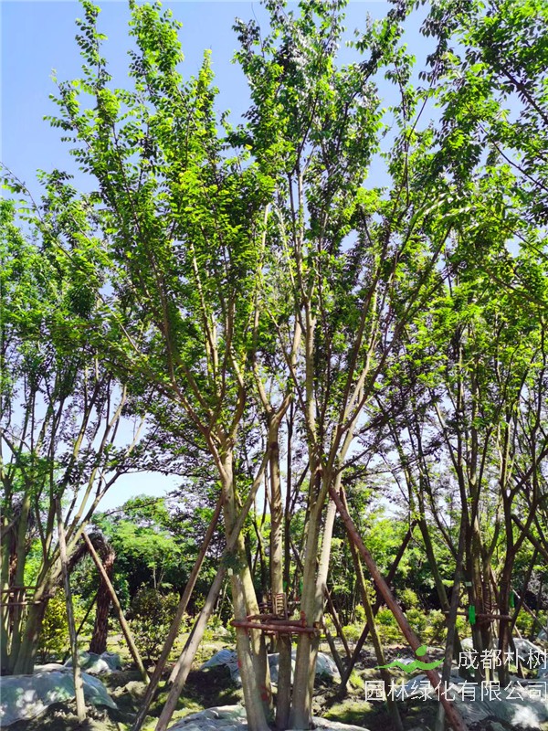 2021年3-6杆总公分54-123的拼栽朴树价格怎么样？