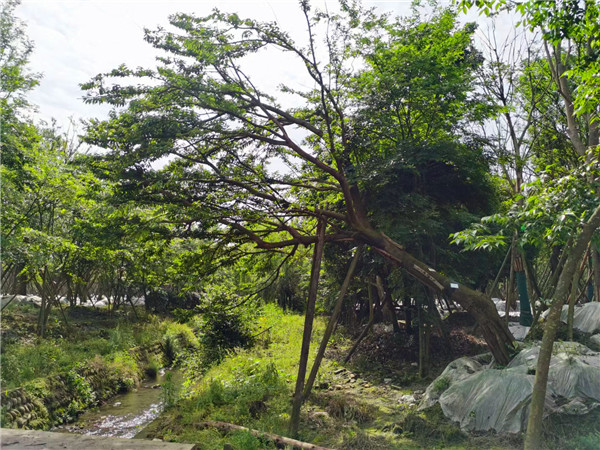 斜飘朴树怎么样？