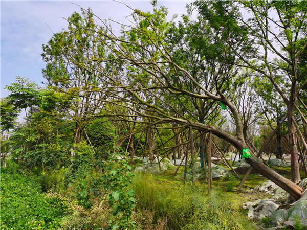 斜飘朴树功效与作用有哪些？