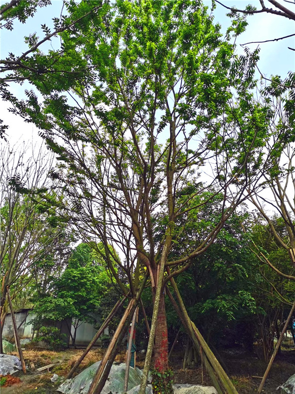 2021年四川省-成都市-郫都区苗木基地直销的18-60公分精品朴树价格怎么样？