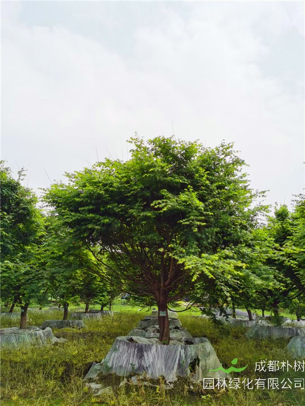 2021年四川省-成都市苗木基地直销的12-15公分精品鸡爪槭-价格怎么样？