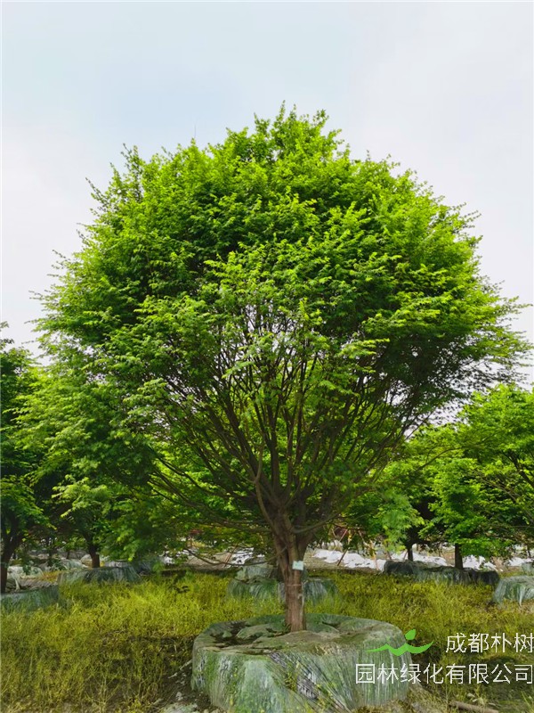 2021年四川省-成都市苗木基地直销的12-15公分精品鸡爪槭-价格怎么样？