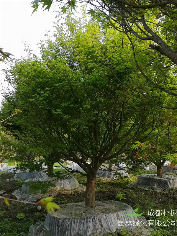 2021年四川省-成都市苗木基地直销的12-15公分精品鸡爪槭-价格怎么样？