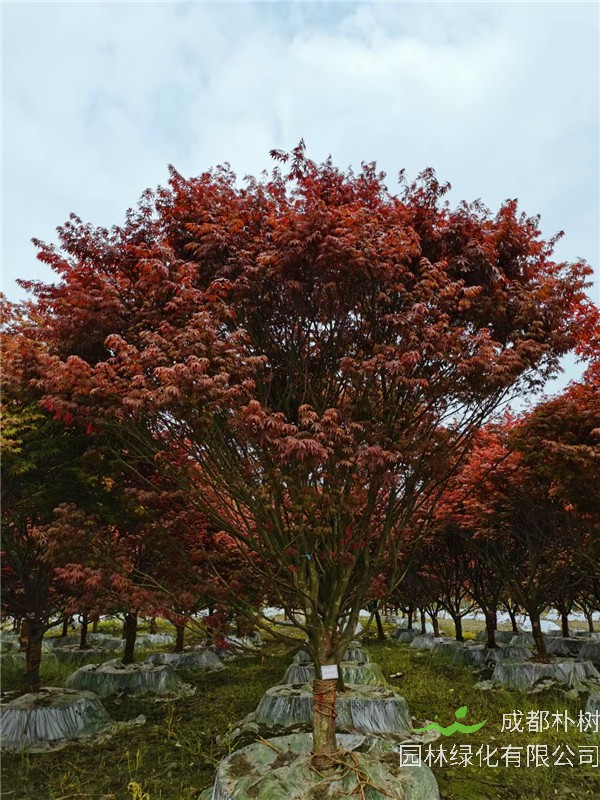 四川省-成都市-成都朴树园林苗木基地2021年12-15公分红枫-价格怎么样？