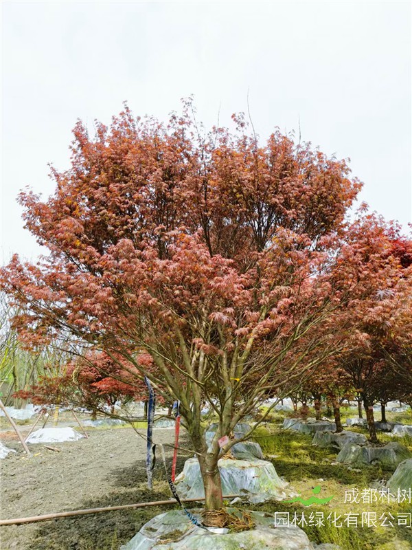 红枫的叶子为什么是红色？红枫有哪些价值？红枫如何养殖？红枫生产地在什么地方？
