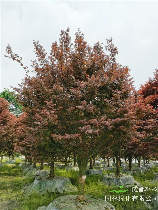 红枫的叶子为什么是红色？红枫有哪些价值？红枫如何养殖？红枫生产地在什么地方？