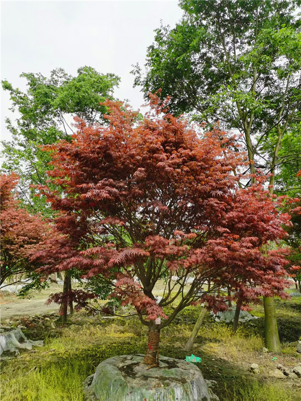 红枫的叶子为什么是红色？红枫有哪些价值？红枫如何养殖？红枫生产地在什么地方？