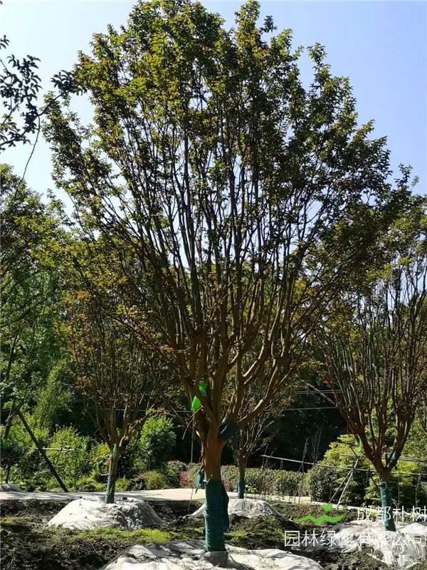 2021年12-21公分紫薇在四川省-成都市价格怎么样？