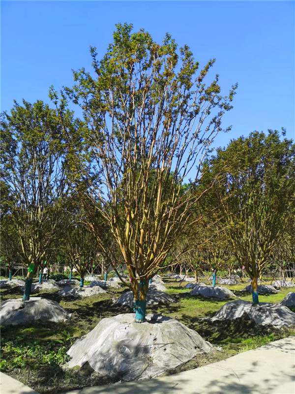 2021年12-21公分紫薇在四川省-成都市价格怎么样？