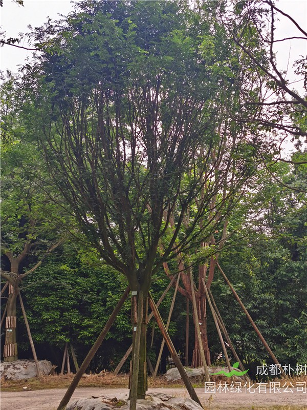 四川省-成都市2021年皂角树价格有什么变化嘛？